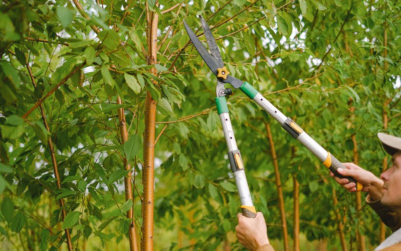 Tree trimming in Emmett, ID